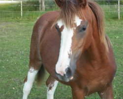 Zuchtstute Suleika AK (Deutsches Reitpony, 2014, von Spring Star's Spirit)