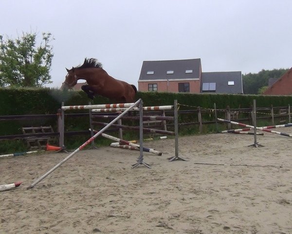Springpferd Lipica van de Claevervallei (Belgium Sporthorse, 2011, von Edjaz van T Merelsnest)