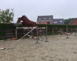 jumper Lipica van de Claevervallei (Belgium Sporthorse, 2011, from Edjaz van T Merelsnest)