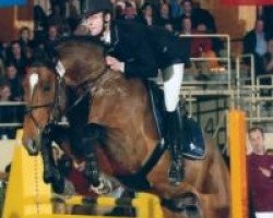 Deckhengst Dawson van de Padenborre (Belgisches Warmblut, 2003, von Quidam de Revel)