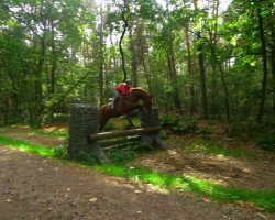 Pferd Jupi van de Claevervallei (Belgisches Warmblut, 2009, von Dawson van de Padenborre)