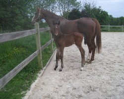 Springpferd Palma van de Claevervallei (Belgisches Warmblut, 2015, von Cayado 3)