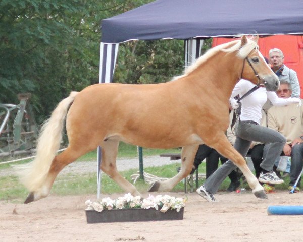 broodmare Almfee (1,57% ox) (Edelbluthaflinger, 2000, from Almbube)