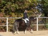 dressage horse Rio 262 (Kleines Deutsches Pony, 2008)