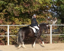 dressage horse Rio 262 (Kleines Deutsches Pony, 2008)