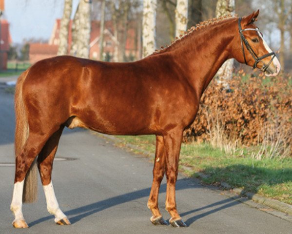 dressage horse Primera Vez (German Riding Pony, 2012, from FS Pentagon)
