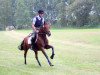 broodmare Tombola (German Riding Pony, 2009, from Top Dubidu)