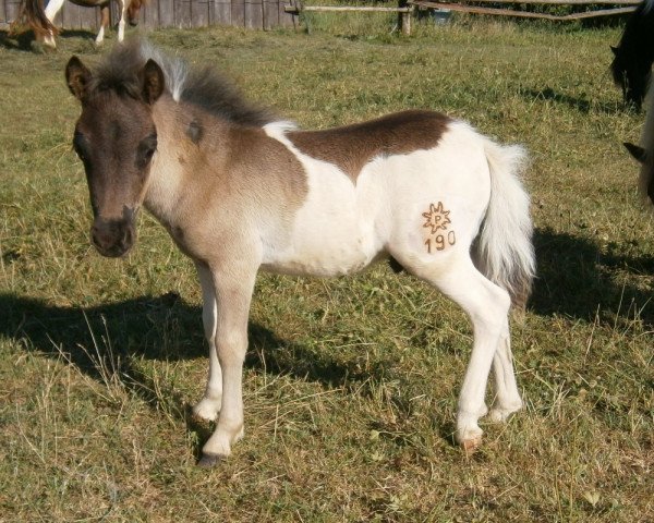 Pferd Isarons Kalypso (Shetland Pony, 2013, von Kronprinz van den Niederlanden)