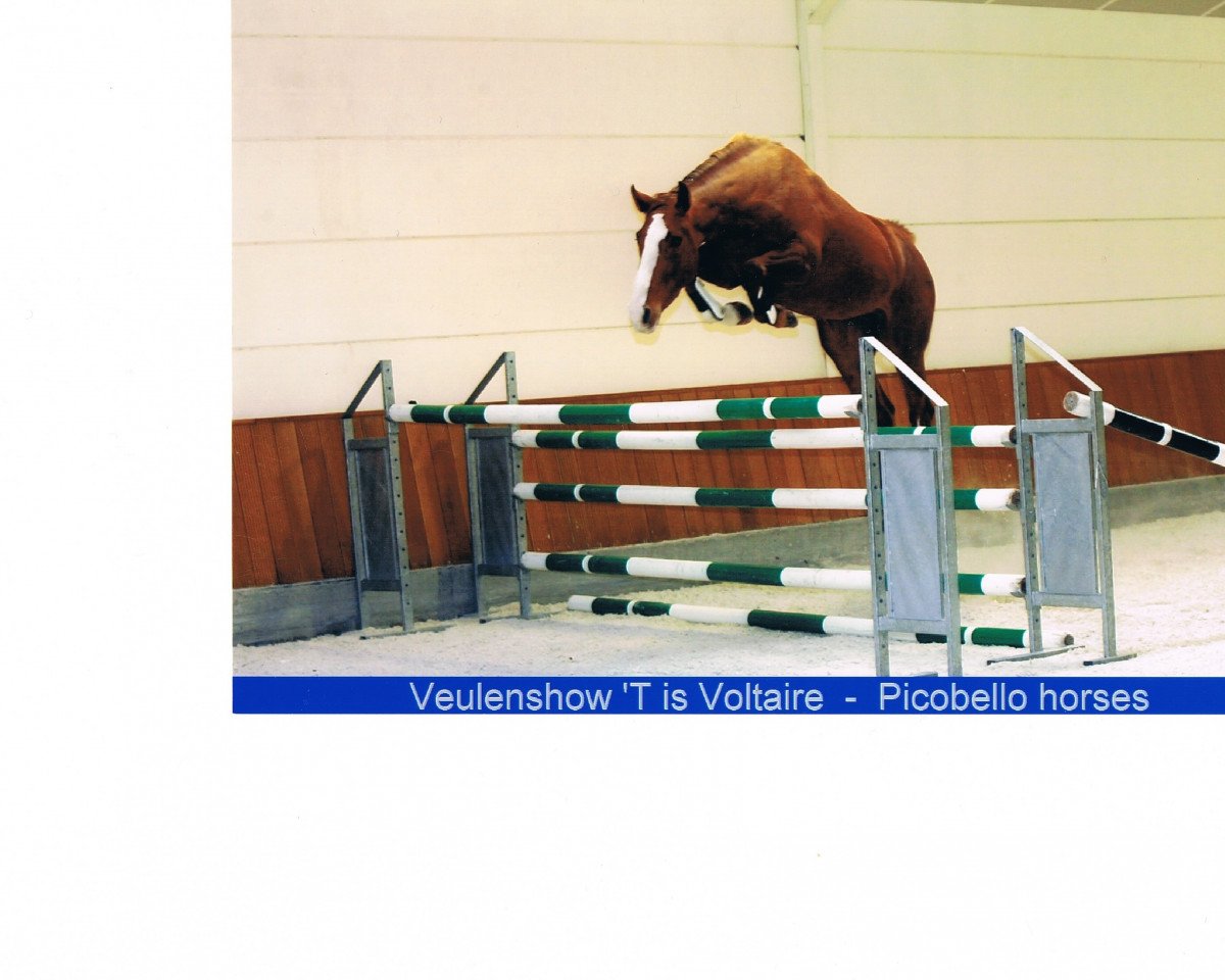 broodmare We Like Picobello (Belgian Warmblood, 1999, from Darco)