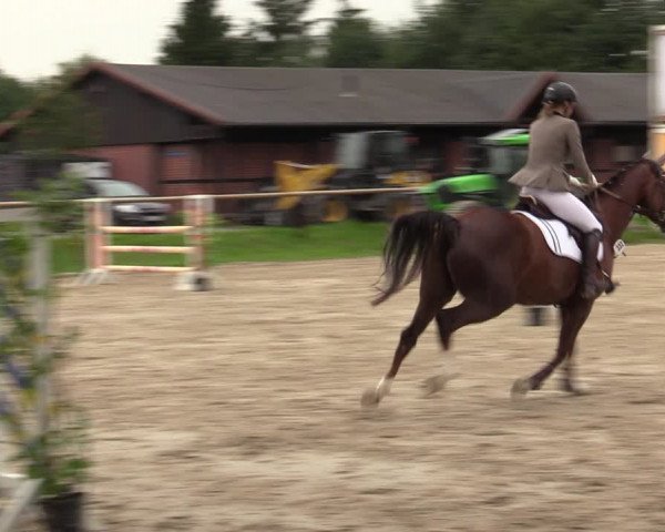 Reitturnier Halver 2020