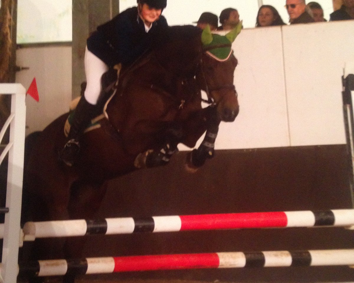 jumper Toad (KWPN (Royal Dutch Sporthorse), 2008, from Ukato)