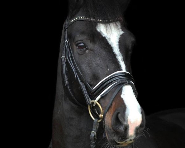 horse Catino 11 (Holsteiner, 2004, from Contender)
