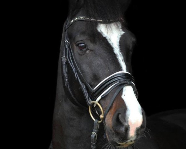 Pferd Catino 11 (Holsteiner, 2004, von Contender)