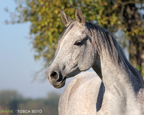 Zuchtstute Malisha II (Vollblutaraber, 2000, von Najiy ox)