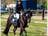 jumper Mafioso 15 (German Riding Pony, 2009, from Man in Black)