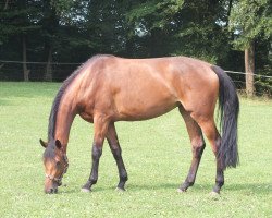 jumper Fighting Elli (Hanoverian, 2010, from Fundskerl)