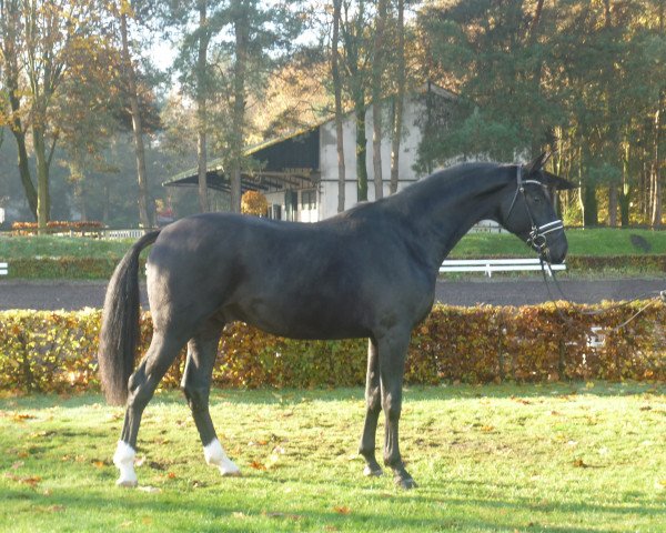 horse Hengst von Don Index (Hanoverian, 2013, from Don Index)