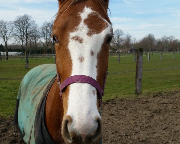 Pferd Lady (Deutsches Reitpferd, 2010, von Rock König)