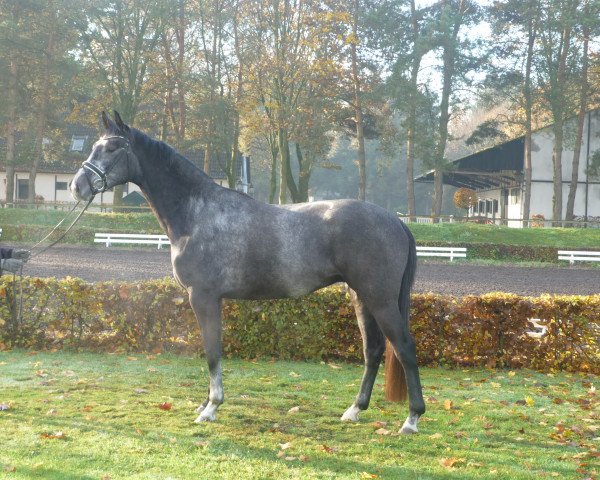 dressage horse Wallach von Fürst Nymphenburg (Hanoverian, 2012, from Fürst Nymphenburg)