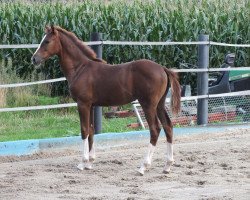 dressage horse Quotengirl (Westphalian, 2015, from Quotenkönig 2)