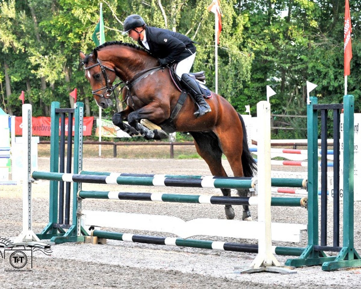 Pferd Cirocco (KWPN (Niederländisches Warmblut), 2011, von Mr Blue)