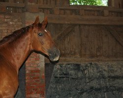 dressage horse Fellino 9 (Württemberger, 2004, from Falsterbo)