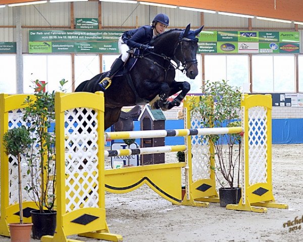 jumper Chester B (Zangersheide riding horse, 2002, from Chellano Z)