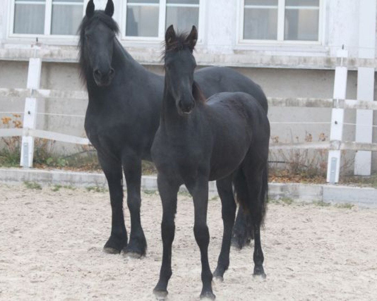 Pferd Lukje (Friese, 2015, von Douwe)