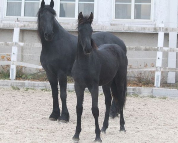 horse Lukje (Friese, 2015, from Douwe)