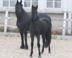 Pferd Lukje (Friese, 2015, von Douwe)