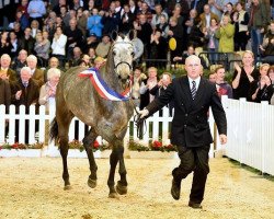 stallion Charleston (Holsteiner, 2013, from Cascadello)