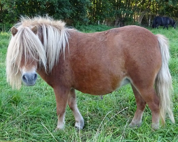 broodmare Zoe van de Wepsehoeve (Shetland pony (under 87 cm), 2006, from Narco oet Twente)