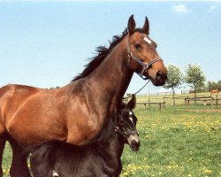 broodmare Floreale (Westphalian, 1977, from Frühlingstrunk)