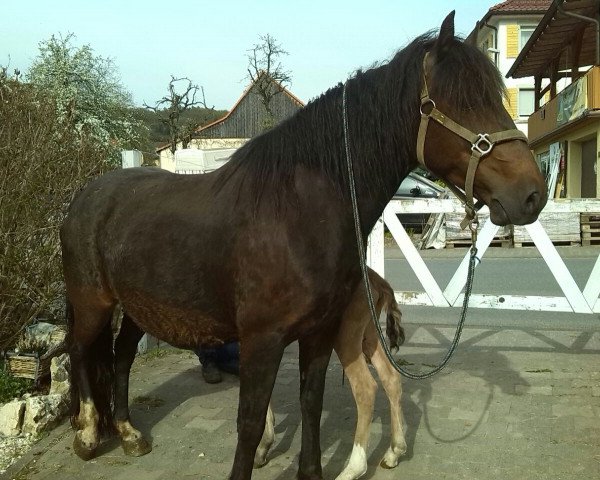 broodmare La Amanecida la Garida (Criollo, 2004, from Tape Isidoro)