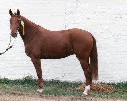 broodmare Pasadena (Rhinelander, 1986, from Plattenstar)