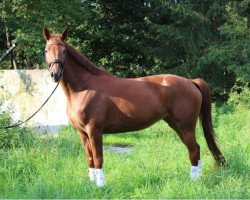 broodmare Sabrina TS (Westphalian, 2011, from Symont)