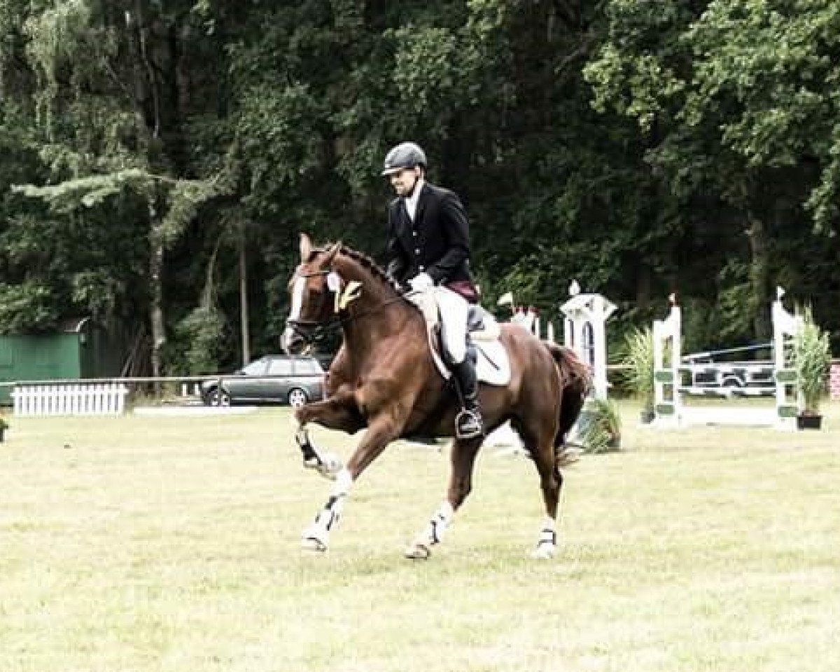 dressage horse D'Carlito (Hanoverian, 2001, from D'Olympic)