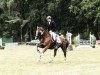 dressage horse D'Carlito (Hanoverian, 2001, from D'Olympic)