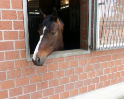 broodmare Carmen S (Mecklenburg, 2004, from Continue)