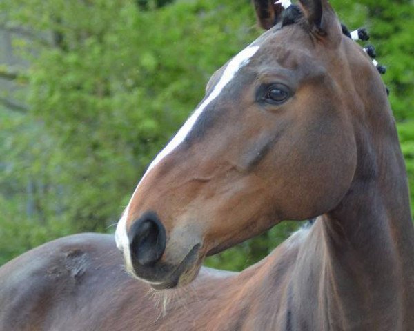 dressage horse Tialda 3 (unknown, 2007)