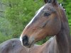 dressage horse Tialda 3 (unknown, 2007)