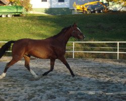 Springpferd Casparo (Oldenburger, 2010, von Ciacomo)