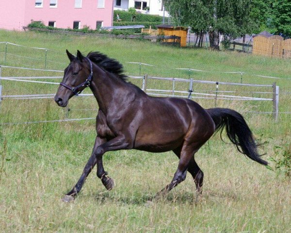 broodmare T-Cantura (Holsteiner, 2003, from Canturo)