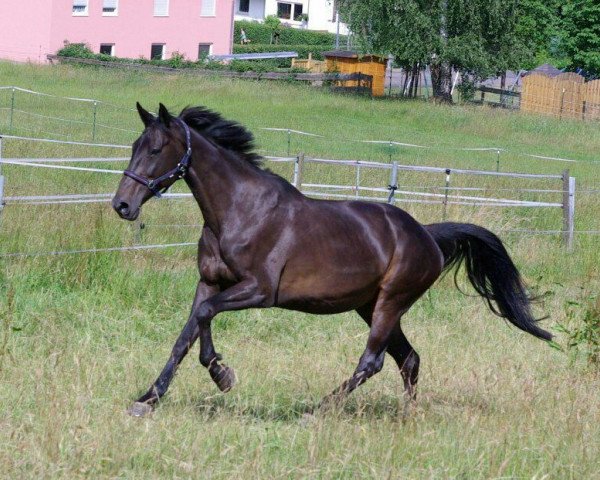 Zuchtstute T-Cantura (Holsteiner, 2003, von Canturo)