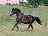 broodmare T-Cantura (Holsteiner, 2003, from Canturo)