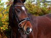 dressage horse Coco Chanel 189 (Oldenburg, 2008, from Sion)