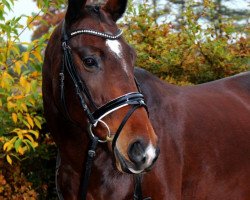 dressage horse Coco Chanel 189 (Oldenburg, 2008, from Sion)