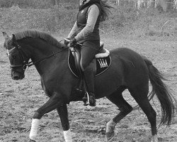 Zuchtstute Sandra 346 (Deutsches Reitpony, 2000, von Anjershof Rocky)