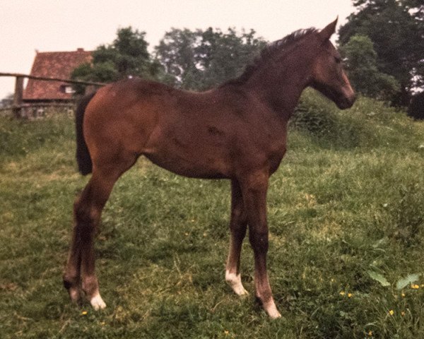 broodmare Witoscha (Hanoverian, 1988, from Wedding)