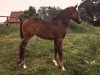 broodmare Witoscha (Hanoverian, 1988, from Wedding)